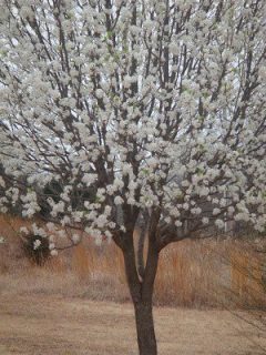 Spring Has Sprung in Oklahoma