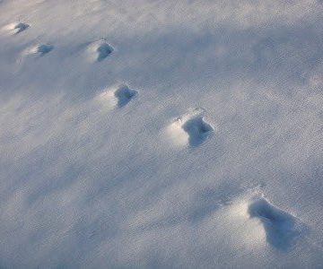 Bunny Tracks and Other Furry Friends