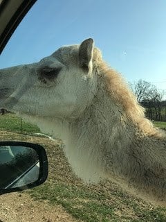 Friendly Camel at Wild Wilderness Drive Through Safari in Gentry, Arkansas