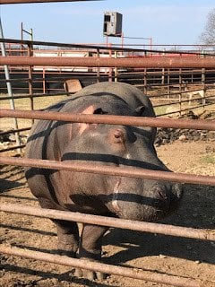 Hippopotamus at Wild Wilderness Drive Through Safari in Gentry, Arkansas