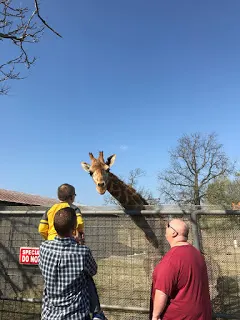 Petting the giraffe at Wild Wilderness Drive Through Safari in Gentry, Arkansas
