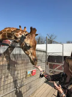 Feeding the giraffe at Wild Wilderness Drive Through Safari in Gentry, Arkansas