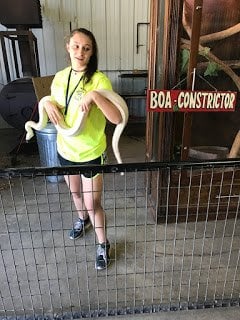 Boa Constrictor at Wild Wilderness Drive Through Safari in Gentry, Arkansas