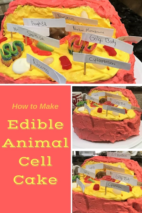 How to Make an Edible Animal Cell Cake - Grace Like Rain Blog