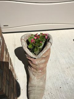 Begonias in boot planter