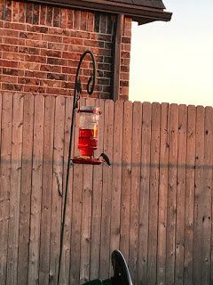 Wordless Wednesday – Watching the Hummingbird Feeder