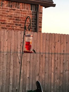 Hummingbird at Feeder Oklahoma City
