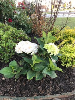 Hydrangea Color Changing