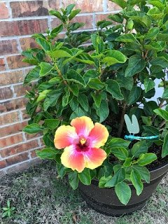 Hibiscus bloom in yellow, orange and pink