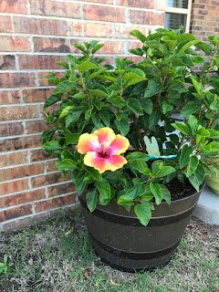 Hibiscus in whiskey barrel