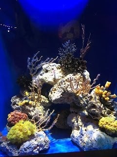 Reef at Oklahoma Aquarium