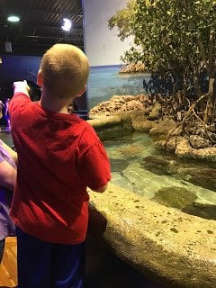 Checking Out Oklahoma Aquarium