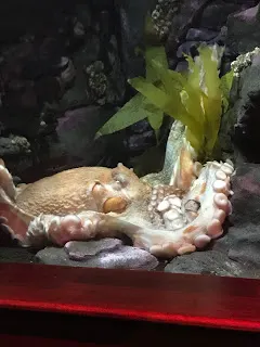 Octopus Exhibit