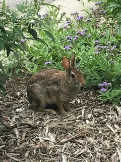 Bunny hiding at Tulsa Garden Center at Woodward Park