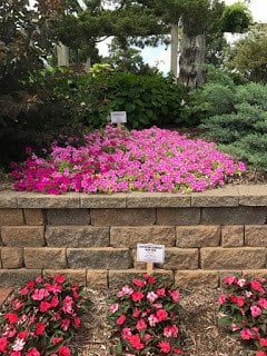 Pretty Pink Petunias at Tulsa Garden Center at Woodward Park
