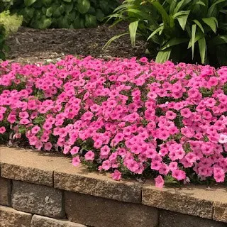 Petunia Flowers at Tulsa Garden Center at Woodward Park