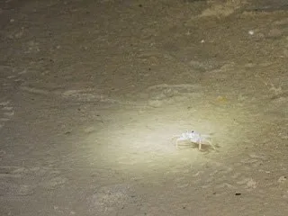 Sand Crab on the Run
