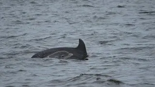 Dolphin Mother and Baby