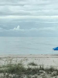 Dolphins along the beach