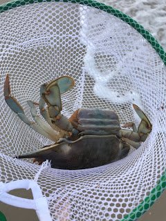 Blue Crab in Net