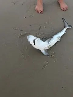baby shark