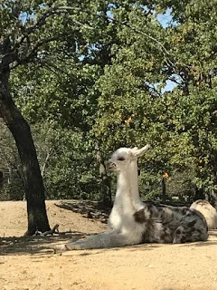 Baby llama at Arbuckle Wilderness 