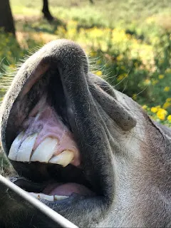 Donkey Teeth at Arbuckle Wilderness 