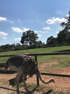 Ostrich at Arbuckle Wilderness in Oklahoma