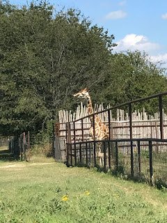 Giraffe at Arbuckle Wilderness 