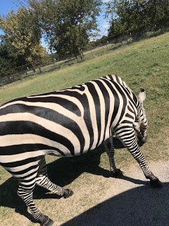 Unique Zebra at Arbuckle Wilderness Animal Park