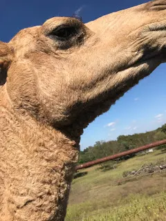 Camel Steals Food Cup at Arbuckle Wilderness 