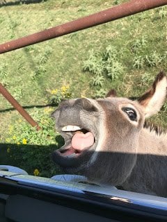 Donkey at Arbuckle Wilderness Animal Park in Oklahoma