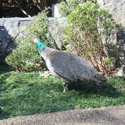 George the Peacock
