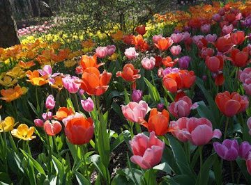 Spring Break Adventure – Garvan Woodland Gardens