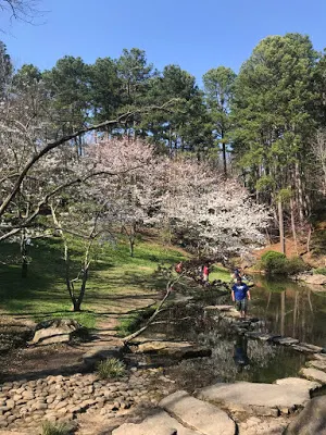 Blooming trees by pond