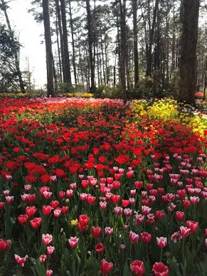 150,000 Tulips at Garvan Gardens