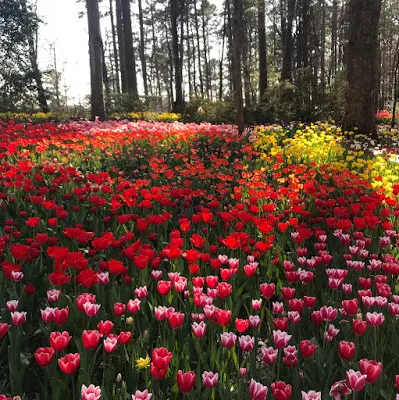 Tulips at Garvan Gardens