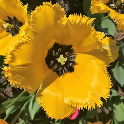 Yellow frilly-edged Tulip with black eye