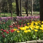 Tulips at Garven Gardens