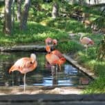 Flamingos at Frank Buck Zoo