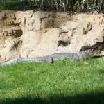 Alligator at Frank Buck Zoo