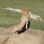Camel at Frank Buck Zoo