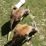 Red Kangaroos at Frank Buck Zoo