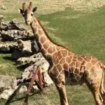 Giraffe at Frank Buck Zoo