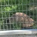 Giant Tortoise at Frank Buck Zoo