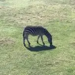 Zebra at Frank Buck Zoo