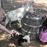 Baby Goat at Sharkarosa Wildlife Ranch