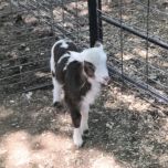 Cute baby goat!