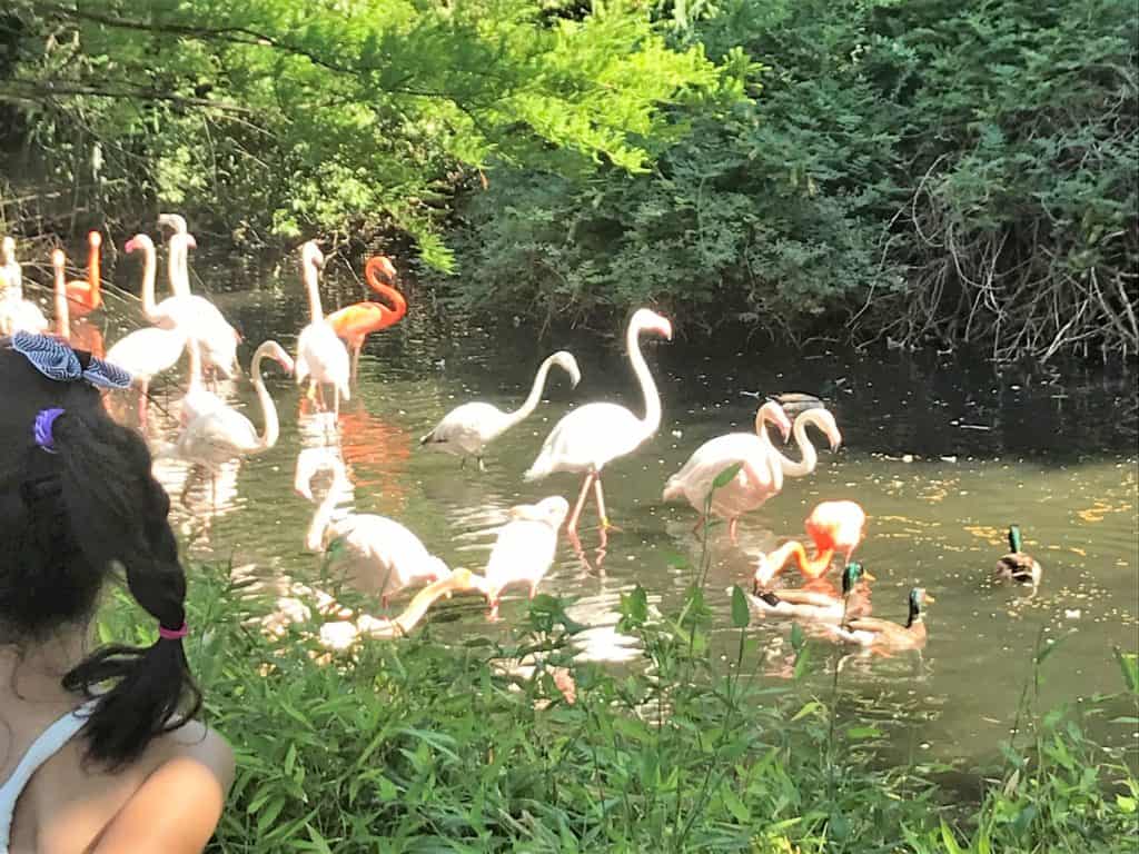 Flamingos at Sedgwick County Zoo