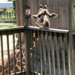 Giraffe Ready for Food at Sedgwick County Zoo